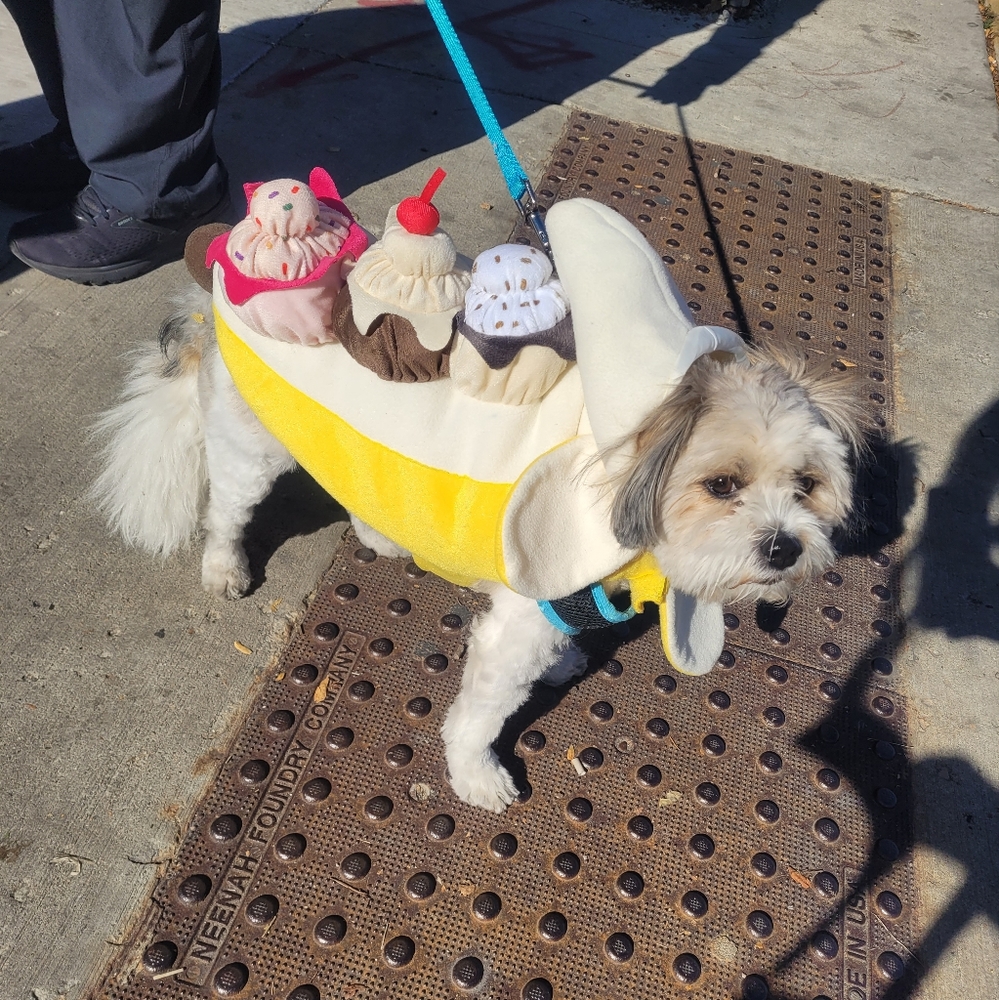 Banana split dog halloween costume